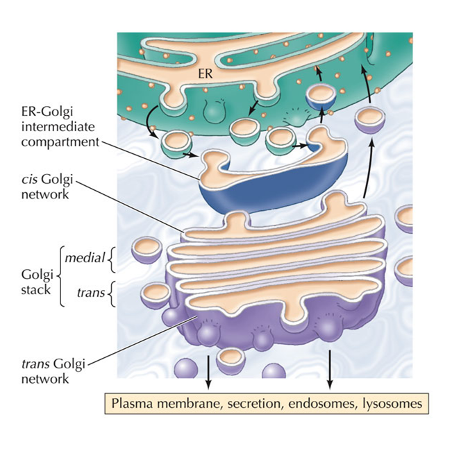 1-Cell Structure And Function(Practice Test-1) – LMS